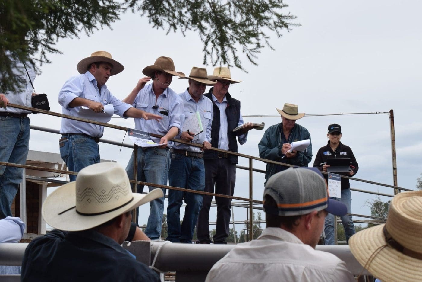 Market Report: Gunnedah Saleyards – Increased Yarding as Warmer Weather Continues