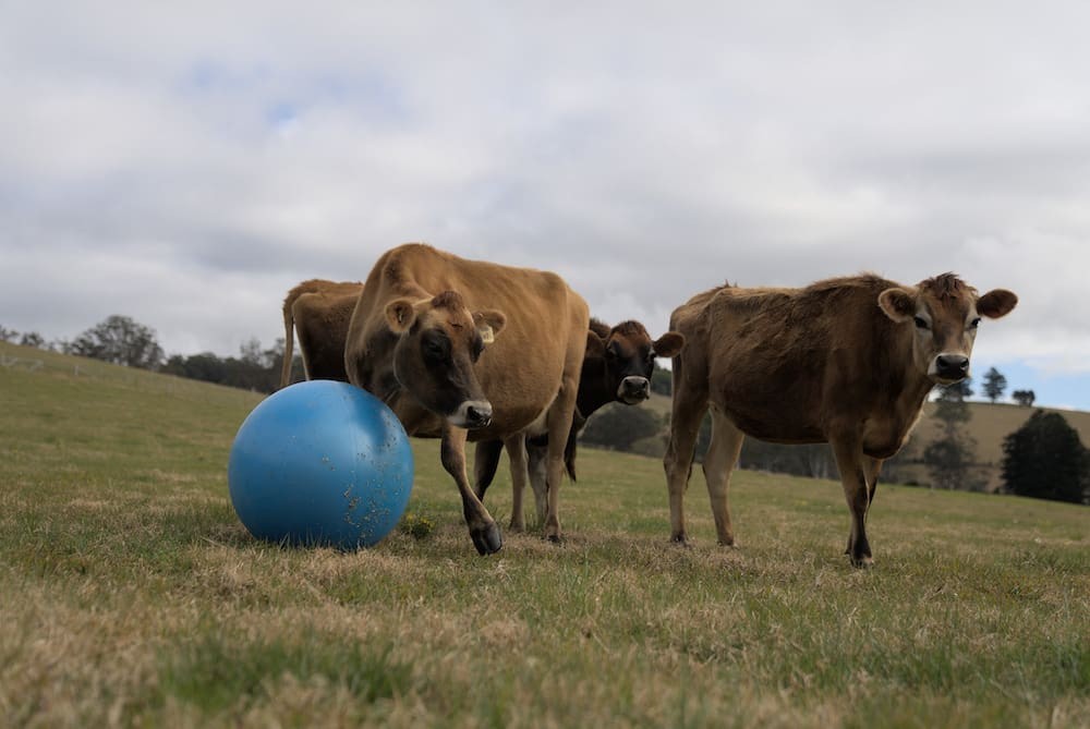 Norco has launched an augmented reality game to give children a taste of farm life