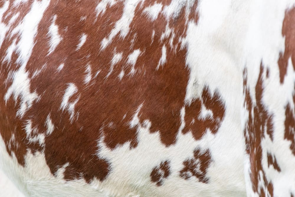Researchers create lithium batteries using cow hair.