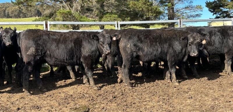 Steer prices stronger in 16,700 head online offering