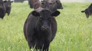 Urgent Health Risks for Livestock Amidst Rapid Pasture Growth
