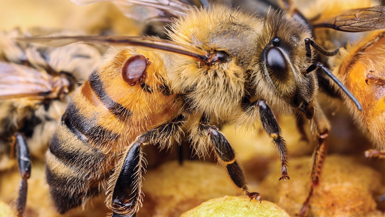 Varroa mite detected for the first time in Kempsey; DPI says eradication is still possible.