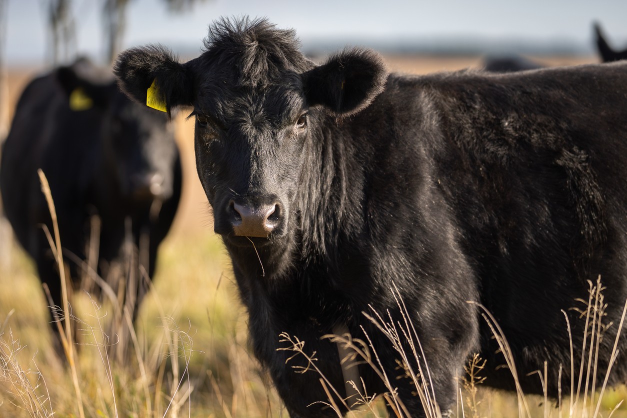 The weaner migration and what it means for Spring cattle prices
